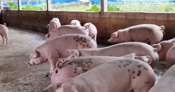 Giá heo hơi ngày 7/7/2025: Tiếp tục ổn định tại cả ba miền