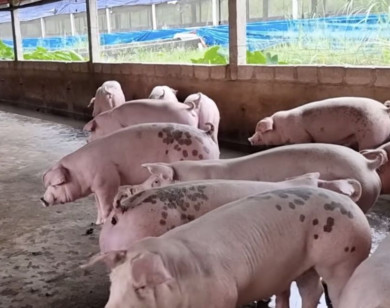 Giá heo hơi ngày 7/7/2025: Tiếp tục ổn định tại cả ba miền