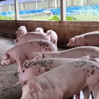 Giá heo hơi ngày 7/7/2025: Tiếp tục ổn định tại cả ba miền