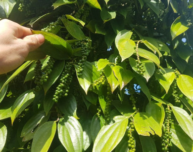 Giá nông sản ngày 8/7/2025: Cà phê và hồ tiêu cùng tăng nhẹ
