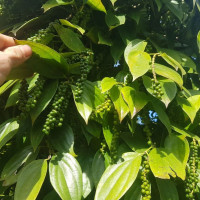 Giá nông sản ngày 8/7/2025: Cà phê và hồ tiêu cùng tăng nhẹ