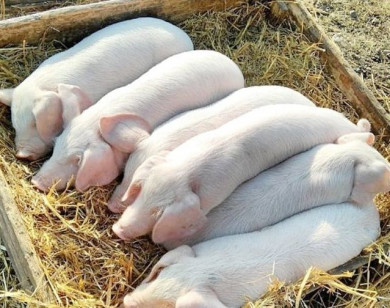 Giá heo hơi ngày 9/7/2025: Đồng loạt giảm trên toàn quốc