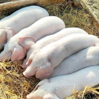 Giá heo hơi ngày 9/7/2025: Đồng loạt giảm trên toàn quốc