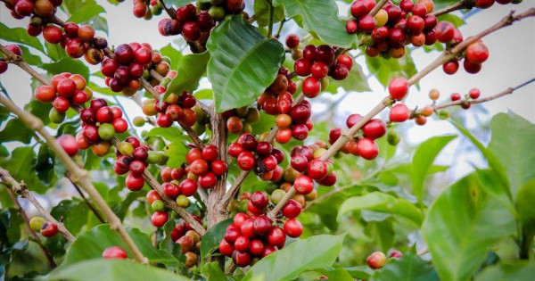 Giá nông sản ngày 10/7/2025: Cà phê bật tăng trở lại, hồ tiêu tiếp tục ổn định