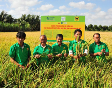 Thực trạng Can-xi (Ca) đất lúa vùng Đồng bằng sông Cửu Long từ kết quả chương trình “Canh tác lúa thông minh”