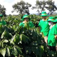 Hướng dẫn cách bón thúc nuôi trái cho cà phê trong mùa mưa
