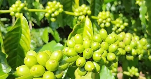 Giá nông sản ngày 12/7/2025: Cà phê và hồ tiêu giảm mạnh