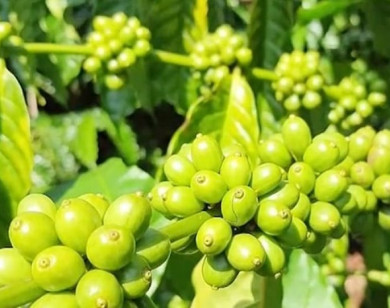 Giá nông sản ngày 12/7/2025: Cà phê và hồ tiêu giảm mạnh