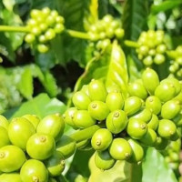 Giá nông sản ngày 12/7/2025: Cà phê và hồ tiêu giảm mạnh
