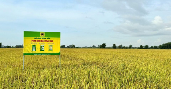 Giải mã cặp đôi "Bio và Canxi"- Chìa khóa cho canh tác lúa bền vững ở ĐBSCL