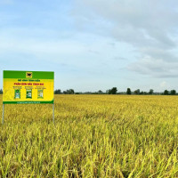 Giải mã cặp đôi "Bio và Canxi"- Chìa khóa cho canh tác lúa bền vững ở ĐBSCL