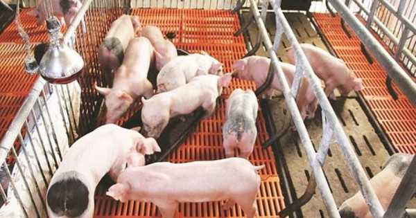Giá heo hơi ngày 16/7/2025: Tiếp tục lao dốc tại miền Bắc và miền Trung