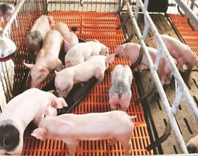 Giá heo hơi ngày 16/7/2025: Tiếp tục lao dốc tại miền Bắc và miền Trung