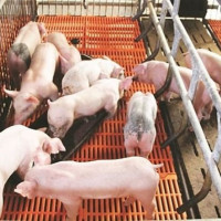 Giá heo hơi ngày 16/7/2025: Tiếp tục lao dốc tại miền Bắc và miền Trung