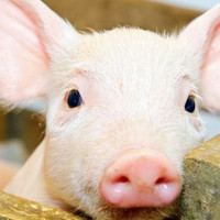 Giá heo hơi ngày 18/7/2025: Giảm sâu trên cả nước