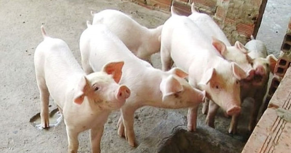 Giá heo hơi ngày 20/7/2025: Ổn định trên cả nước