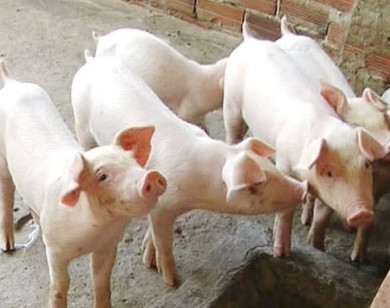Giá heo hơi ngày 20/7/2025: Ổn định trên cả nước