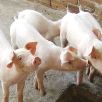 Giá heo hơi ngày 20/7/2025: Ổn định trên cả nước