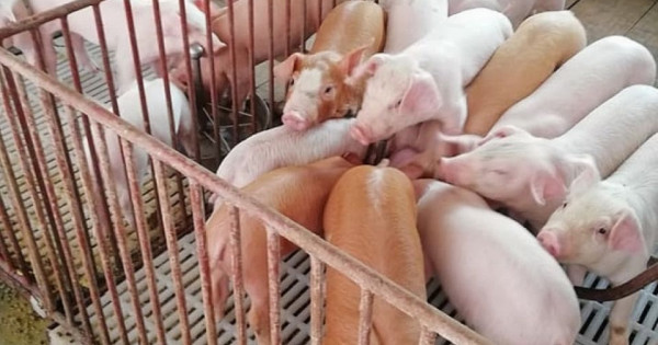 Giá heo hơi ngày 23/7/2025: Tiếp tục giảm nhẹ trên cả nước
