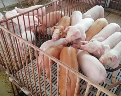 Giá heo hơi ngày 23/7/2025: Tiếp tục giảm nhẹ trên cả nước