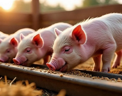 Giá heo hơi ngày 25/7/2025: Bất ngờ chững giá trên cả nước