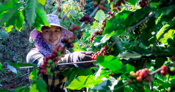 Giá nông sản ngày 26/7/2025: Cà phê tiếp tục tăng, hồ tiêu ổn định