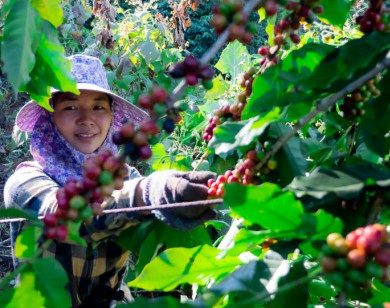 Giá nông sản ngày 26/7/2025: Cà phê tiếp tục tăng, hồ tiêu ổn định