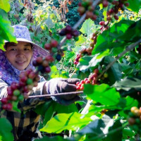 Giá nông sản ngày 26/7/2025: Cà phê tiếp tục tăng, hồ tiêu ổn định