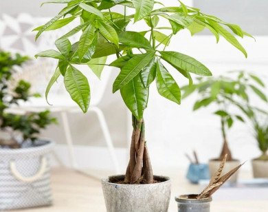Chọn ngày đẹp trồng Cây Cảnh để lấy may mắn