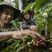 Giá nông sản ngày 27/7/2025: Cà phê đảo chiều giảm, hồ tiêu đi ngang