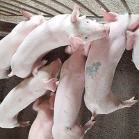Giá heo hơi ngày 27/7/2025: Đà giảm trở lại tại nhiều địa phương
