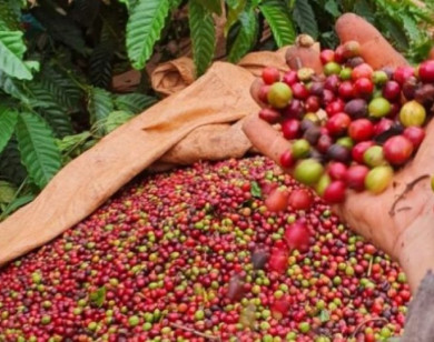 Giá nông sản ngày 28/7/2025: Cà phê cùng hồ tiêu ổn định ở mức cao