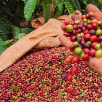 Giá nông sản ngày 28/7/2025: Cà phê cùng hồ tiêu ổn định ở mức cao