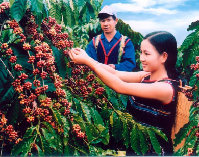 Giá nông sản ngày 29/7/2025: Cà phê bật tăng trở lại, hồ tiêu neo ở mức cao