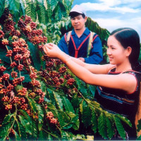 Giá nông sản ngày 29/7/2025: Cà phê bật tăng trở lại, hồ tiêu neo ở mức cao