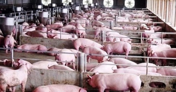 Giá heo hơi ngày 30/7/2025: Tăng giảm trái chiều trên cả ba miền