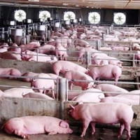 Giá heo hơi ngày 30/7/2025: Tăng giảm trái chiều trên cả ba miền