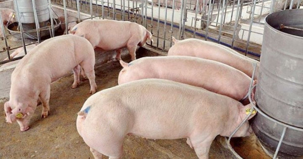 Giá heo hơi ngày 31/7/2025: Tăng 2.000 đồng/kg tại miền Bắc