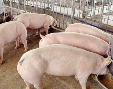 Giá heo hơi ngày 31/7/2025: Tăng 2.000 đồng/kg tại miền Bắc