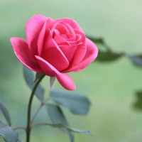 Tử vi ngày 1/8/2025 của 12 cung hoàng đạo: Kim Ngưu hãy cẩn trọng