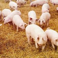 Giá heo hơi ngày 1/8/2025: Tiếp tục tăng mạnh tại miền Bắc