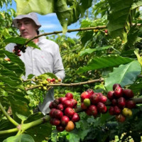 Giá nông sản ngày 2/8/2025: Cà phê tiếp tục tăng, hồ tiêu ổn định