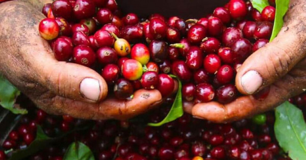 Giá nông sản ngày 3/8/2025: Cà phê đảo chiều giảm nhẹ, hồ tiêu neo ở mức cao