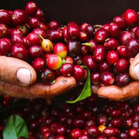 Giá nông sản ngày 3/8/2025: Cà phê đảo chiều giảm nhẹ, hồ tiêu neo ở mức cao