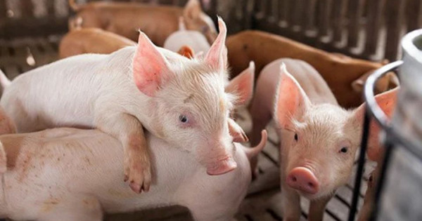 Giá heo hơi ngày 4/8/2025: Miền Nam tăng thêm 1.000 đồng/kg