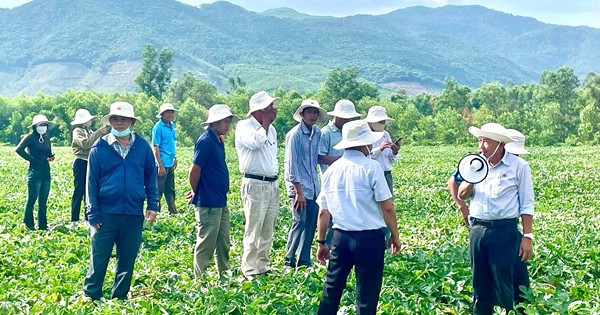 NPK Mặt Trời Mới giúp nông dân An Nhơn Tây thắng lớn vụ dưa hấu Hè 2025