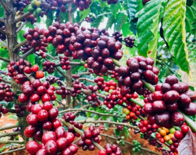 Giá nông sản ngày 4/8/2025: Cà phê cùng hồ tiêu duy trì ổn định
