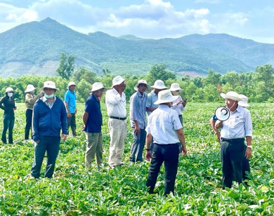 NPK Mặt Trời Mới giúp nông dân An Nhơn Tây thắng lớn vụ dưa hấu Hè 2025