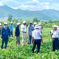 NPK Mặt Trời Mới giúp nông dân An Nhơn Tây thắng lớn vụ dưa hấu Hè 2025