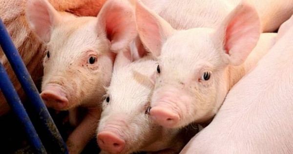 Giá heo hơi ngày 5/8/2025: Miền Bắc có giá cao nhất, đạt 65.000 đồng/kg